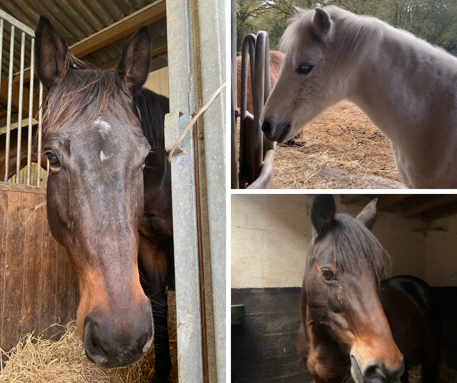 chevaux poneys haras de la vaillantière