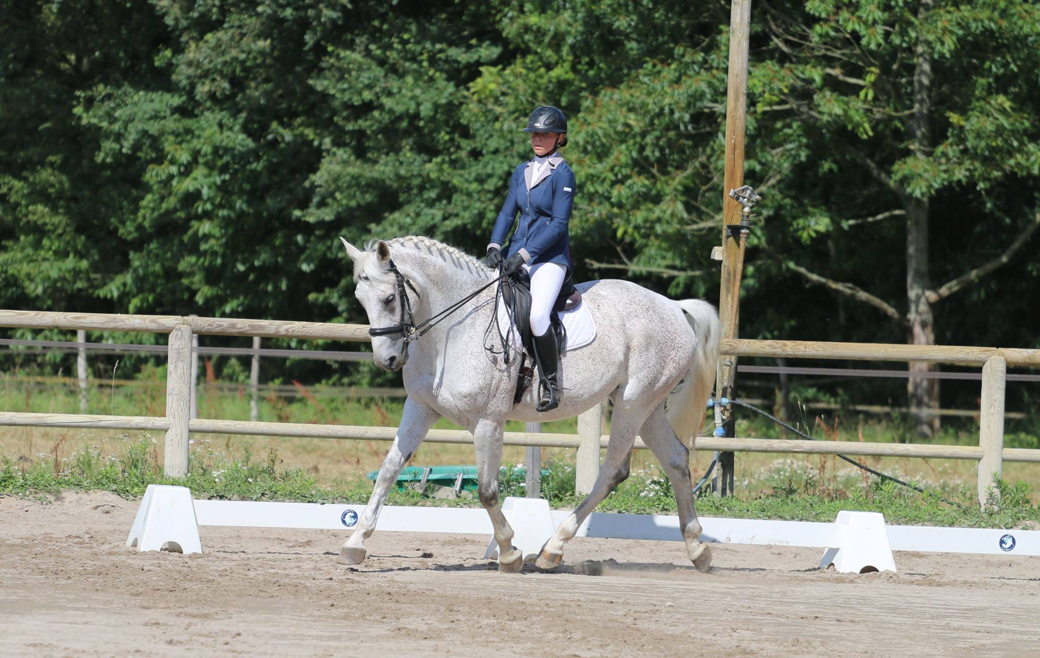 dressage à nantes