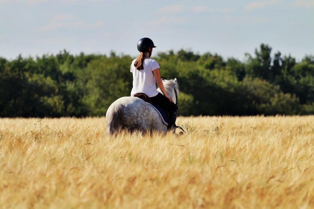 budget équitation