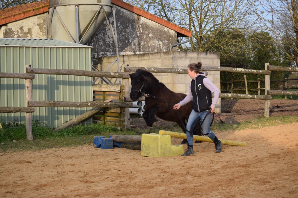 travail à pied équitation nantes