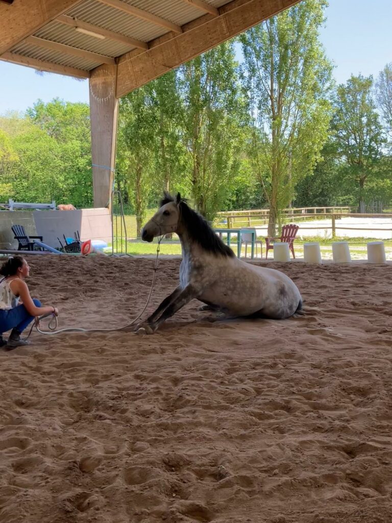 travail à pied équitation nantes