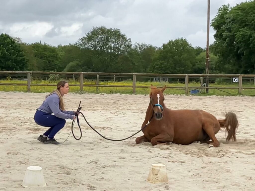 travail à pied équitation nantes