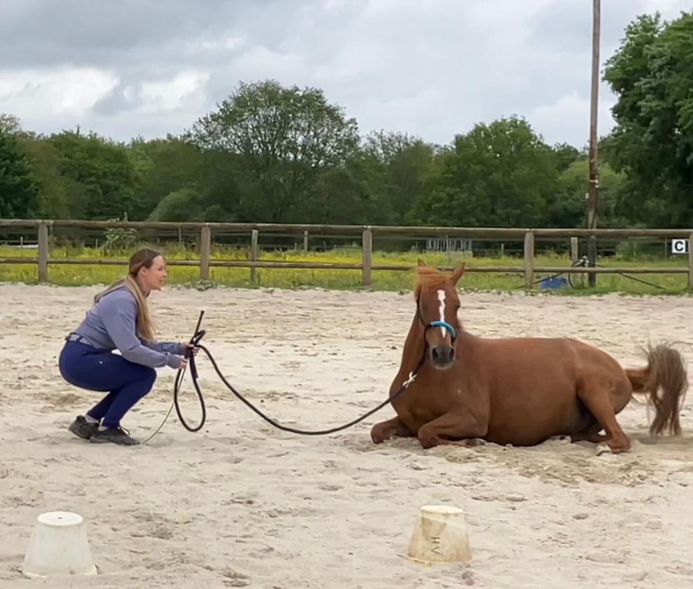 travail à pied éthologie équitation nantes