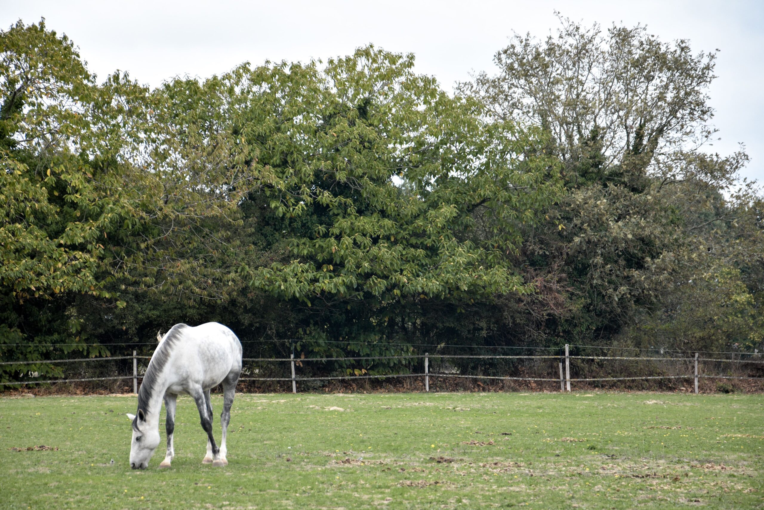 stage découverte anatomie du cheval nantes