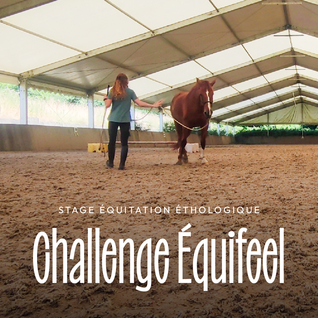 Challenge Equifeel newsletter