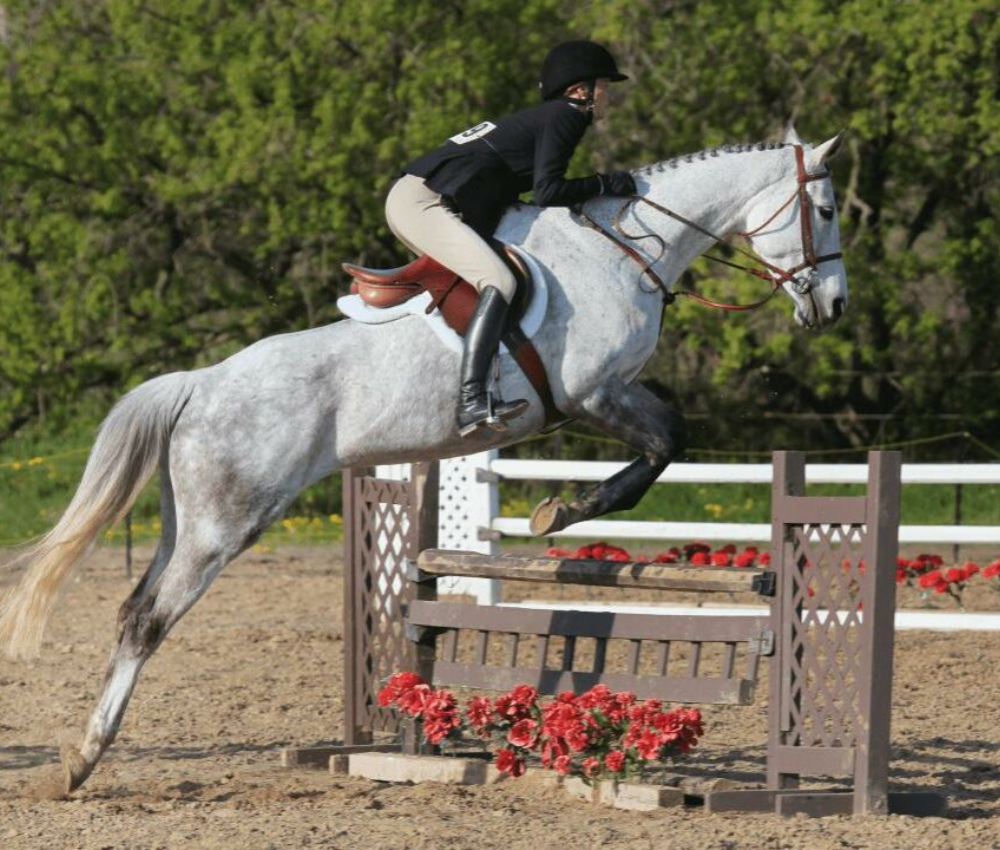 hunter équitation