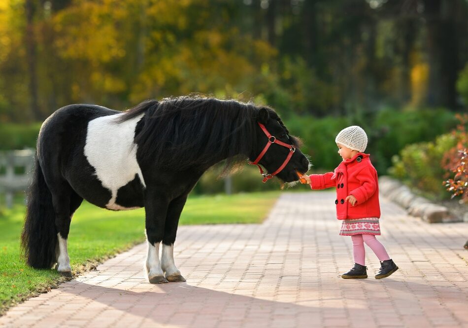 équitation pour bébés et enfants nantes