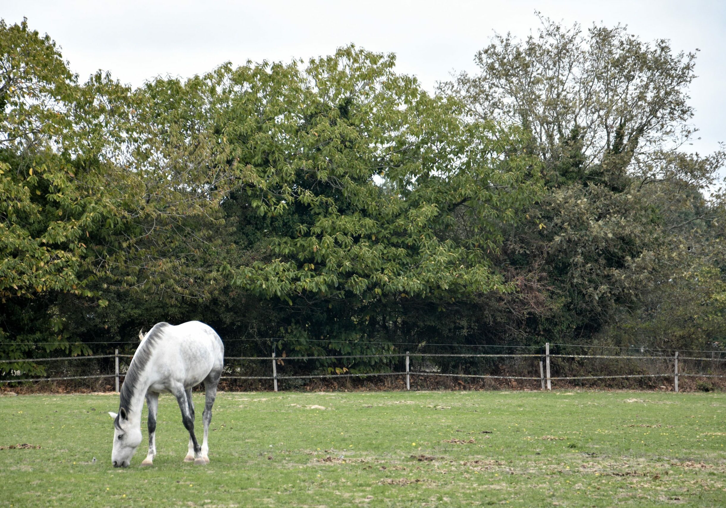 stage découverte anatomie du cheval nantes