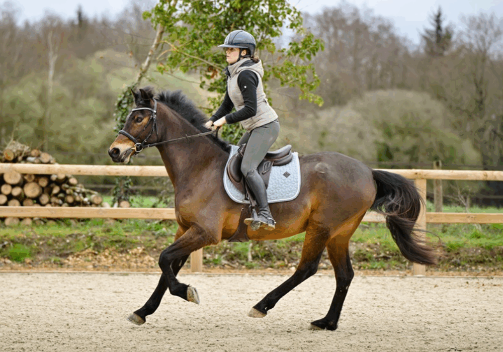Quel budget pour faire de l'équitation