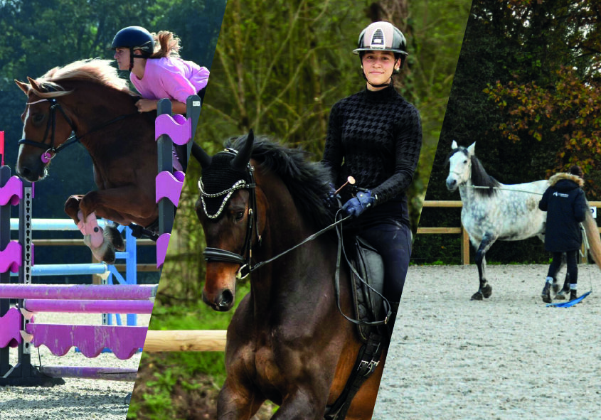 stages perfectionnement équitation